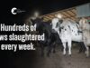 The Brutal Slaughter Of Conscious Cows | Ralph’s Meat Company