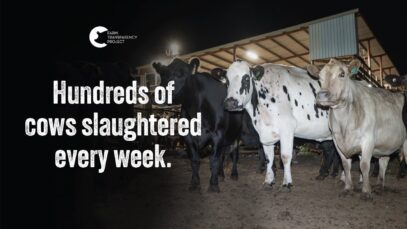 The Brutal Slaughter Of Conscious Cows | Ralph’s Meat Company