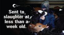 The Heartbreakingly Short Life Of A Bobby Calf | End Dairy Slaughter