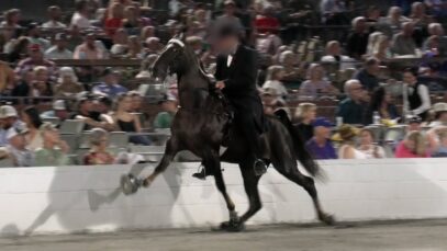 Undercover investigation reveals widespread abuse of Tennessee walking horses