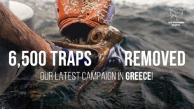 6,500 Traps Removed: Our Latest Campaign in Greece