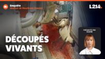 Abattoir de Maurienne : des animaux découpés vivants