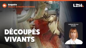 Abattoir de Maurienne : des animaux découpés vivants