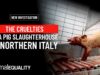 Animal Equality Investigates Pig Slaughterhouse in Northern Italy