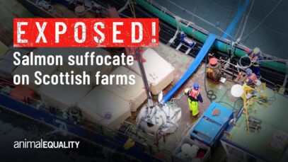 Animal Equality Investigation Exposes Abuse and Mass Deaths on Salmon Farms