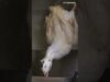 Animal Equality recognizes World Day Against Foie Gras