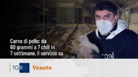 Carne di pollo: da 60 grammi a 7 chili in 7 settimane. Il servizio su TgR Veneto