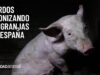 Cerdos agonizando en granjas de España| Nuevos casos de maltrato animal en granjas de Aragón