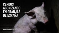 Cerdos agonizando en granjas de España| Nuevos casos de maltrato animal en granjas de Aragón