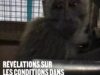 Des milliers de macaques en détresse : révélations sur leurs conditions de transport vers les laboratoires