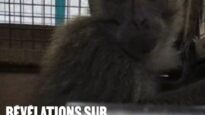 Des milliers de macaques en détresse : révélations sur leurs conditions de transport vers les laboratoires