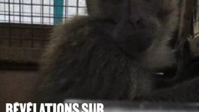 Des milliers de macaques en détresse : révélations sur leurs conditions de transport vers les laboratoires