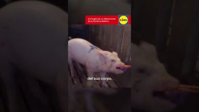 Documentati maltrattamenti da parte del veterinario in un allevamento di un fornitore di Lidl Italia