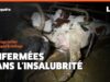 Fromages Ermitage : images saisissantes d’un élevage laitier