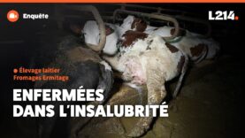 Fromages Ermitage : images saisissantes d’un élevage laitier