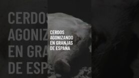 TEASER: Cerdos agonizando en granjas de España