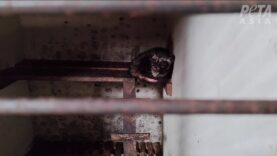 The True Price of Kopi Luwak: Sick Civet Cats and Binturongs in Captivity