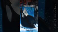 This is Tilikum’s story #orca #seaworld #orcas