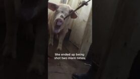 Undercover investigation into a Pork Quality Assurance Plus-certified farm exposes cruelty to pigs.