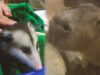 Undercover investigation reveals stressed animals in mall petting zoos