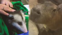 Undercover investigation reveals stressed animals in mall petting zoos