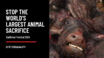 2024 Gadhimai Festival: Animal Equality exposes the world’s largest animal sacrifice