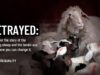 Animal Equality exposes the practice of “Judas Sheep” in factory farming