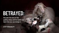 Animal Equality exposes the practice of “Judas Sheep” in factory farming