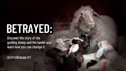 Animal Equality exposes the practice of “Judas Sheep” in factory farming