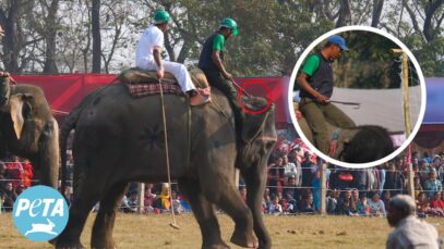 Avoid this Cruel Elephant Exploitation Festival in Nepal