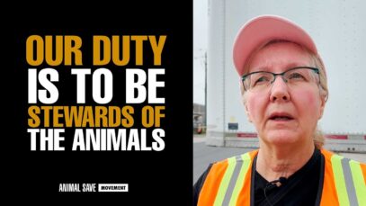 Bear Witness For The First Time With Toronto Cow Save