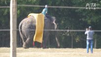 Elephant Beaten at Chitwan Elephant Festival