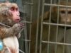 Exposing the Primate Prison at the University of Washington