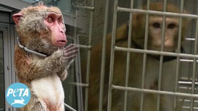 Exposing the Primate Prison at the University of Washington