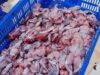 Frogs Skinned Alive in Cruel Frogs’ Legs Industry