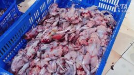 Frogs Skinned Alive in Cruel Frogs’ Legs Industry