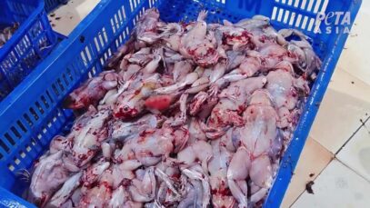 Frogs Skinned Alive in Cruel Frogs’ Legs Industry