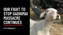 Happening now: Help stop the world’s largest animal sacrifice