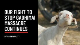 Happening now: Help stop the world’s largest animal sacrifice