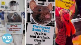 How PETA Helped Animals Used in Labs in 2024