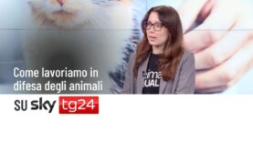 Il nostro intervento a Sky TG24 per la Giornata Internazionale dei Diritti Animali