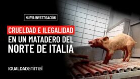 Ilegalidades y crueldad en un matadero de cerdos en el norte de Italia