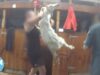 New Zealand “ZQ” Wool Investigation: Workers Caught Punching, Kicking, and Killing Sheep