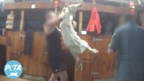 New Zealand “ZQ” Wool Investigation: Workers Caught Punching, Kicking, and Killing Sheep