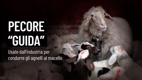 Pecore addestrate per guidare gli agnelli al macello: la crudeltà dell’industria della carne