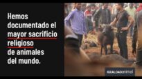 ¡Pongamos fin a este festival de Gadhimai que indigna al mundo!