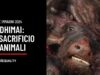 Sacrificio di Animali al Festival di Gadhimai: immagini del 2024 di Animal Equality