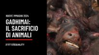 Sacrificio di Animali al Festival di Gadhimai: immagini del 2024 di Animal Equality