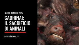 Sacrificio di Animali al Festival di Gadhimai: immagini del 2024 di Animal Equality