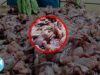 Skinned Alive: Frogs’ Legs Industry Exposed in Unforgettable Undercover Footage